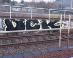 DCK