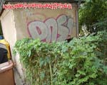 DNS (LICHTENBERG)